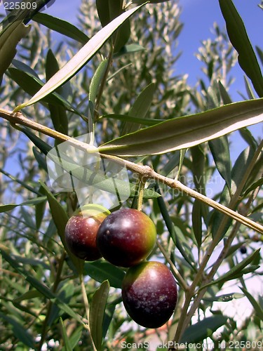 Image of Olive Tree Branch