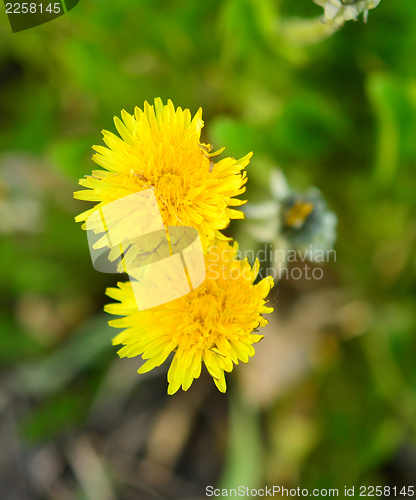 Image of dandelion flowers