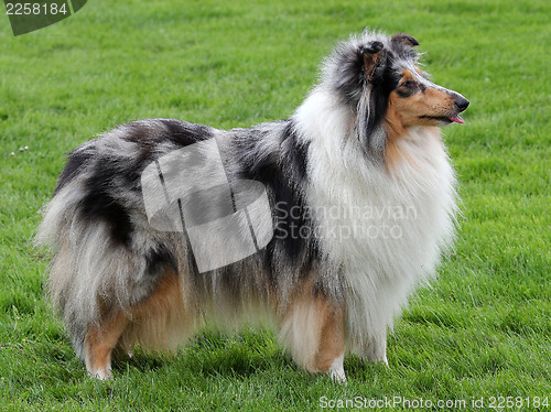 Image of Collie Rough Blue-merle dog