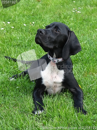 Image of Pointer puppy