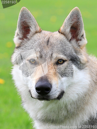 Image of Portrait of Czechoslovakian Wolfdog