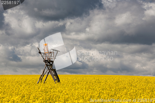 Image of Hunting tower on the rape field