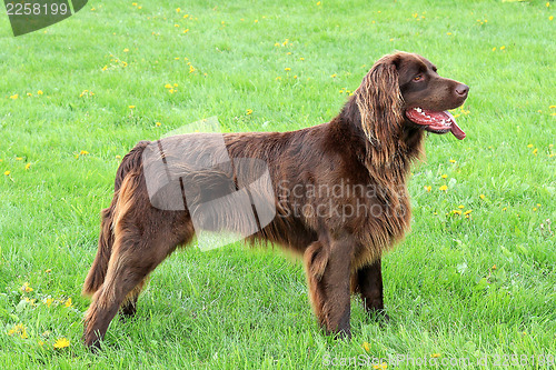 Image of Portrait of German Short-haried Pointing Dog