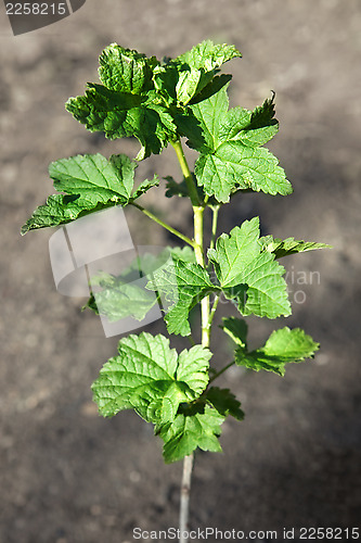 Image of branches of a bush