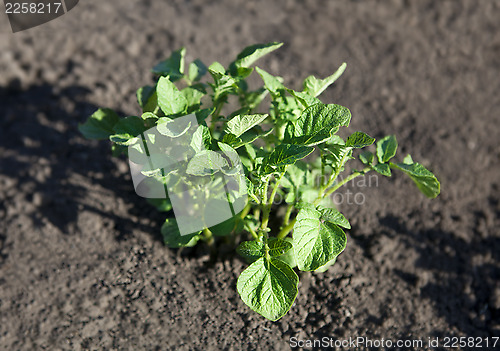 Image of young potato plant
