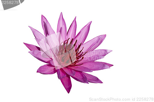 Image of Pink Lotus on White Background.