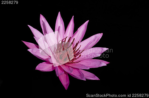 Image of Pink Lotus on Black Background.