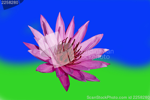 Image of Pink Lotus on Blue-Green Background.