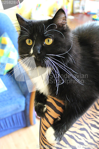 Image of Black cat on a chair in children's room