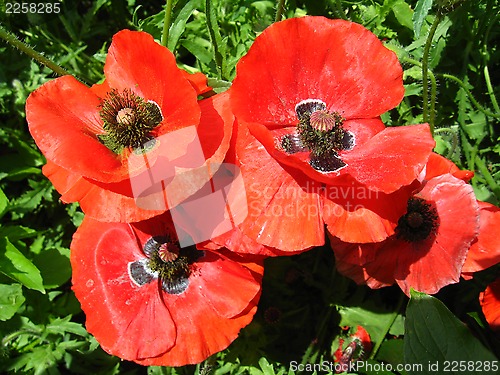 Image of beautiful flower of red poppy