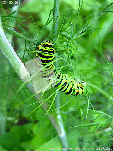 Image of Caterpillar of the butterfly machaon on the fennel