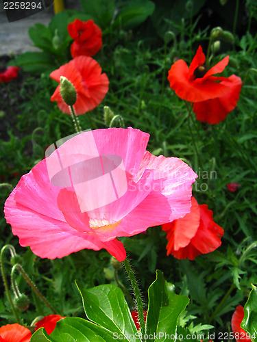 Image of beautiful flower of red poppy
