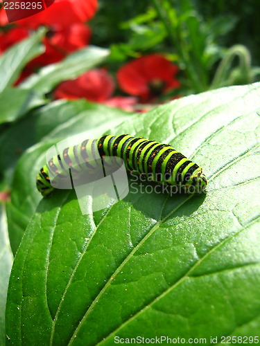 Image of Caterpillar of the butterfly machaon on green leaf