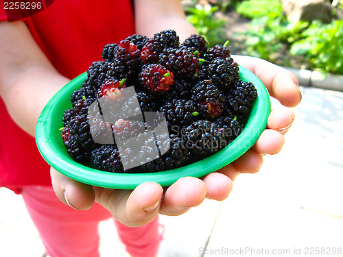 Image of ripe dark berries of a mulberry on plate