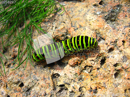 Image of Caterpillar of the butterfly machaon on the stone