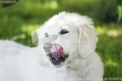 Image of Golden Retriever in meadow