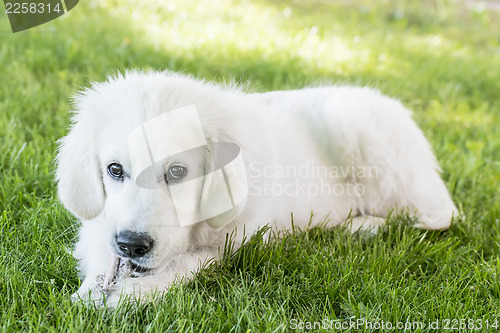 Image of Loving young Golden Retriever