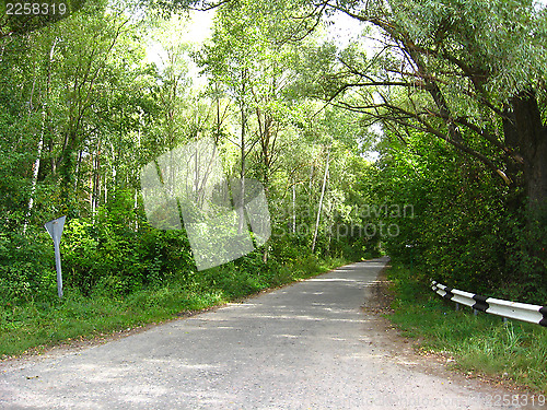 Image of asphalted road in the forest