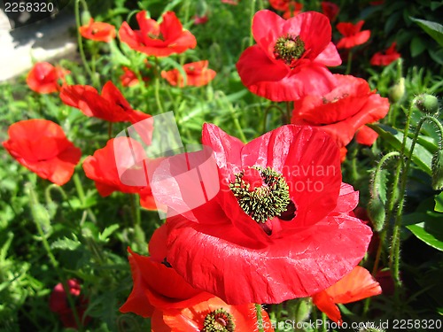 Image of beautiful flower of red poppy