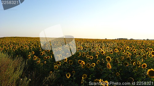 Image of Field with sunflowers