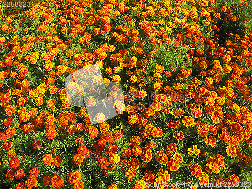 Image of beautiful flower of tagetes