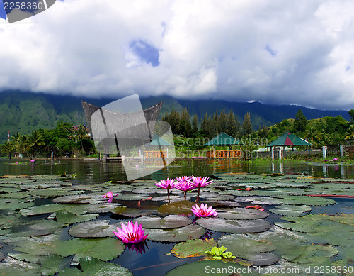 Image of Lotuses and Mountain.