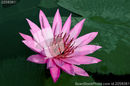 Image of Pink Lotus with a little honey bee.