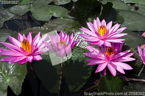 Image of Pink Lotuses.