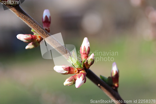 Image of unopened buds of Prunus tomentosa's flowers