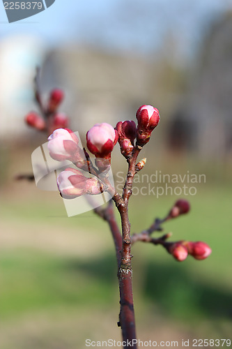 Image of swelling buds of flowers apricots