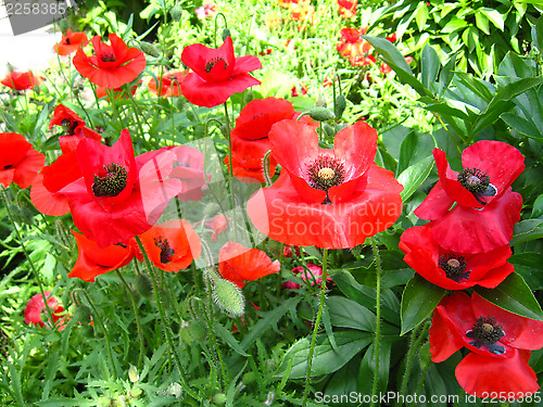 Image of beautiful flower of red poppy