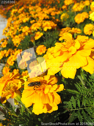 Image of beautiful flower of tagetes