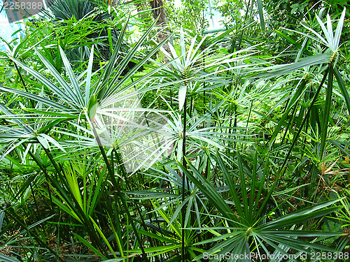 Image of Tropical landscape with tropical jungle