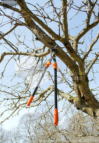 Image of tree cut orange two handle clippers spring garden 