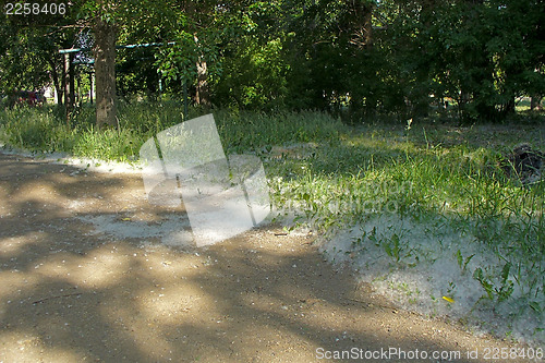 Image of Poplar fluff.