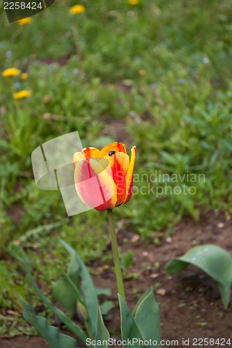 Image of The Tulip and the fly.