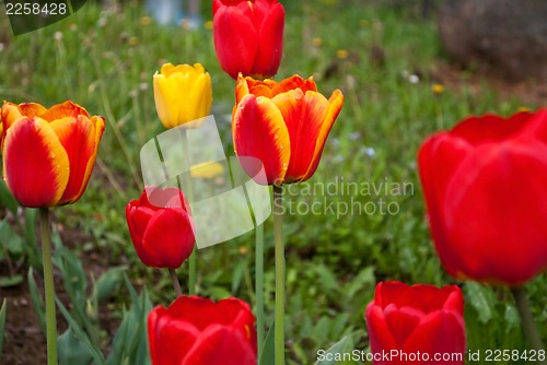 Image of Tulips.