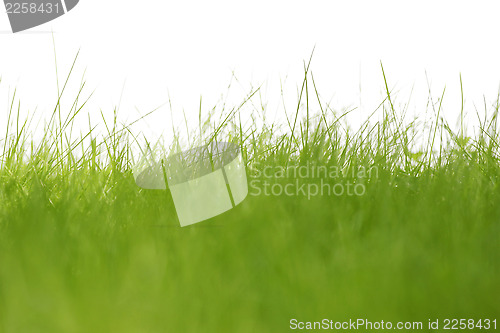 Image of grass isolated