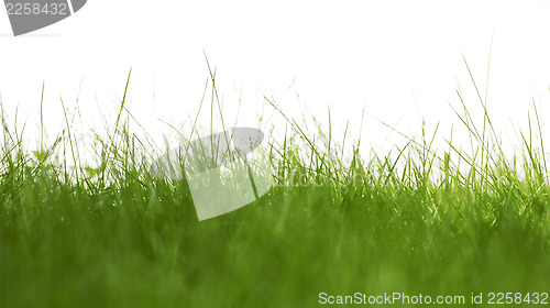 Image of grass isolated