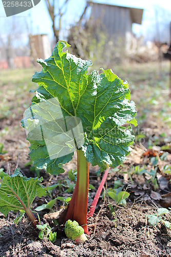 Image of Young sprout of a rhubard in the spring