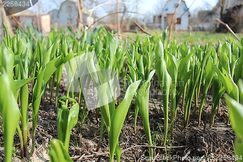 Image of green sprouts lilies of the valley in spring