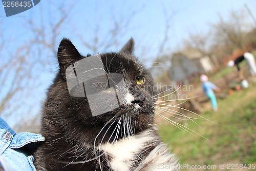 Image of black cat with white tie