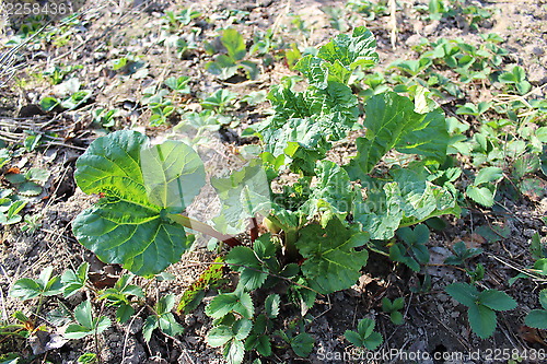 Image of Young sprout of a rhubard in the spring