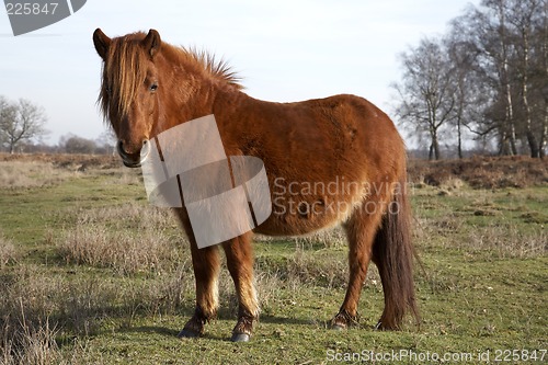 Image of new forest pony