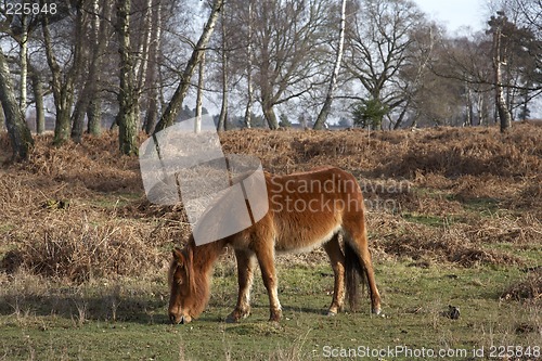 Image of new forest pony