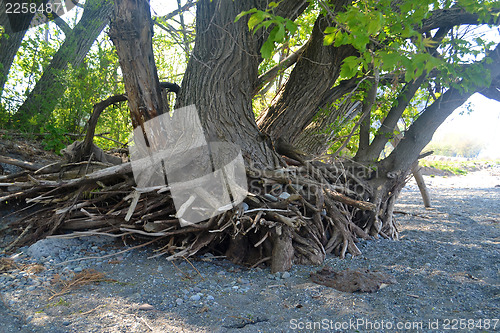 Image of The roods of a tree.