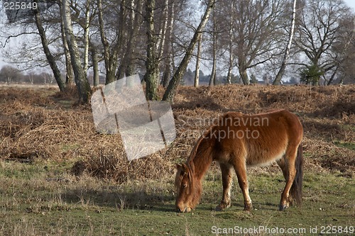 Image of new forest pony