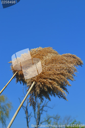 Image of Fluffy golden reed.