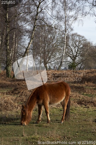 Image of new forest pony