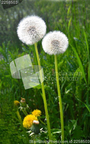 Image of Dandelion seed's.